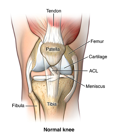 tissue what's connective a disease Repair Health Ligament   Knee Hopkins Library Johns Medicine