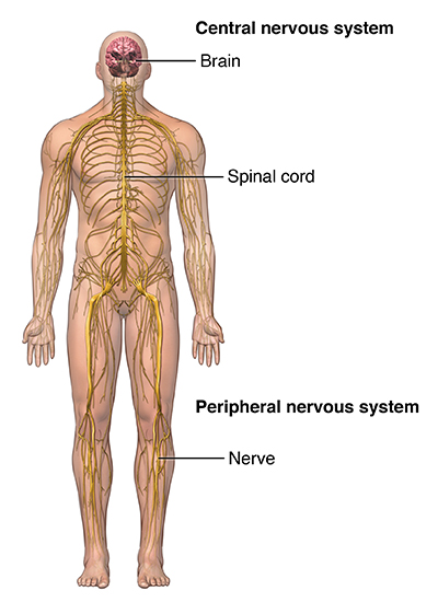 Multiple Sclerosis And Pregnancy