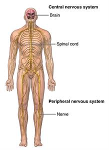 Multiple Sclerosis (MS) | Johns Hopkins Medicine