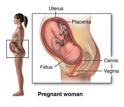 Pregnant S