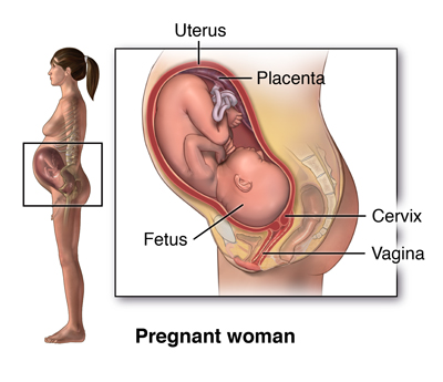 The First Trimester  Johns Hopkins Medicine