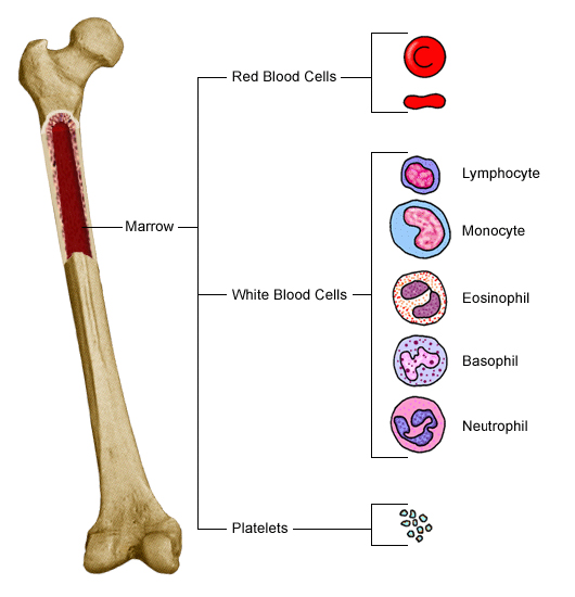 langerhans cells