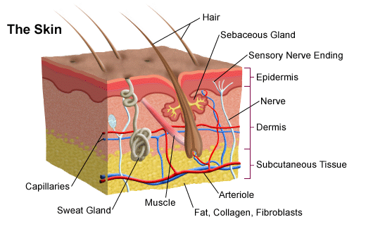 human body skin