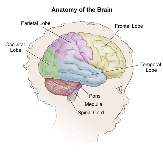 human brain parts for kids