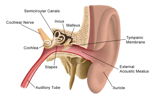 anatomy of the ear 125921 Pusat Alat Bantu Dengar Indonesia - Brilliant Hearing Bagaimana Kebisingan Berdampak pada Pendengaran?