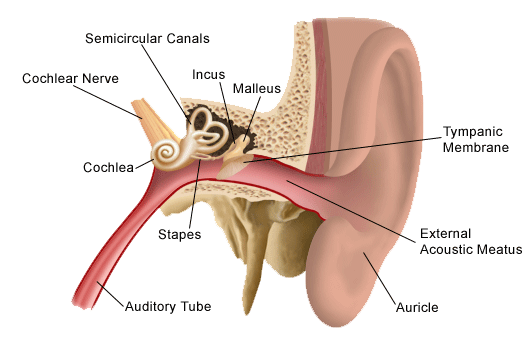 The three auditory ossicles. From left to right, the stapes