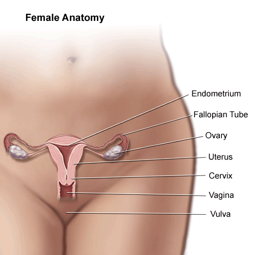 https://api.kramesstaywell.com/Content/ebd5aa86-5c85-4a95-a92a-a524015ce556/ucr-images-v1/Images/anatomy-of-the-female-pelvic-area-161349