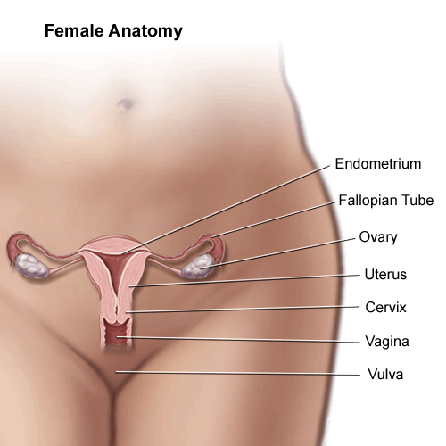 female organs below belly button