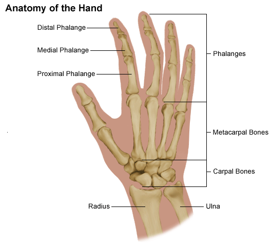 phalanges hand and foot