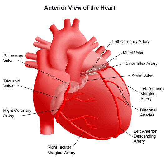 arteries and veins diagram heart