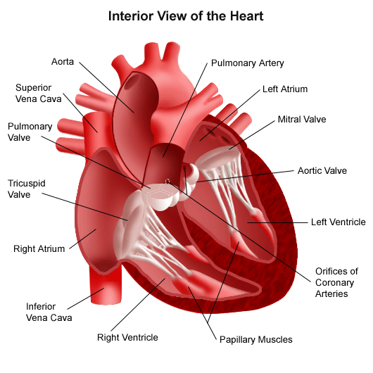 Carry blood back to deals the heart