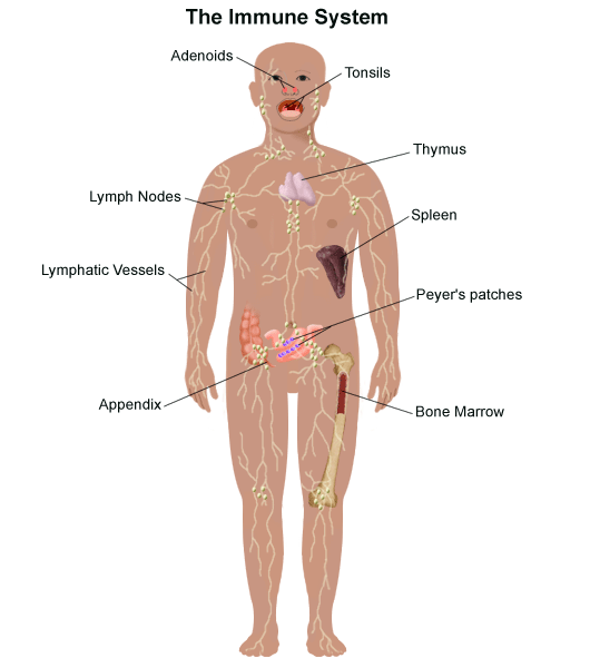 simple immune response diagram