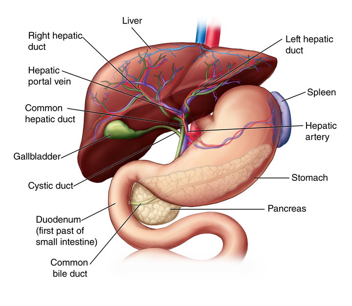 Liver Anatomy And Functions