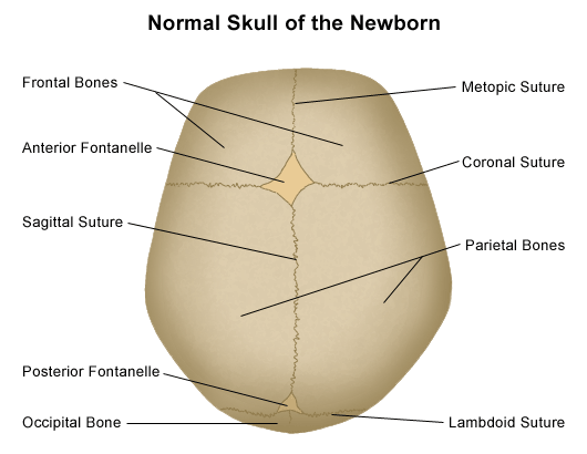 Anatomy Of The Newborn Skull