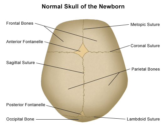 skull labeled sutures