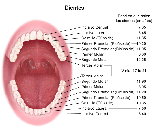 Cadera falta juego Anatomy and Development of the Mouth and Teeth