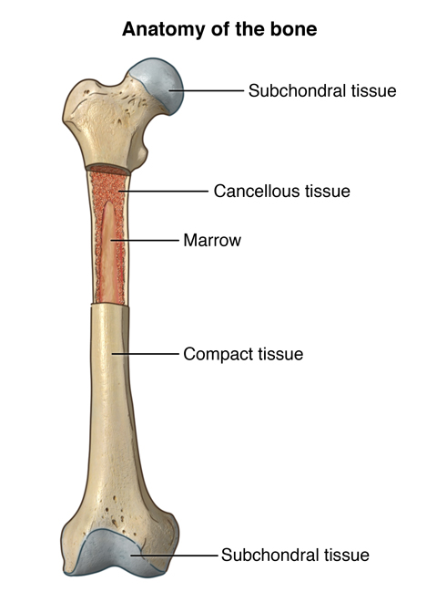 Three types of bone cells