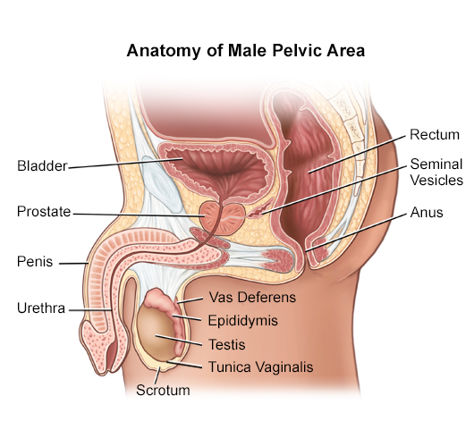 Overview Of The Male Anatomy