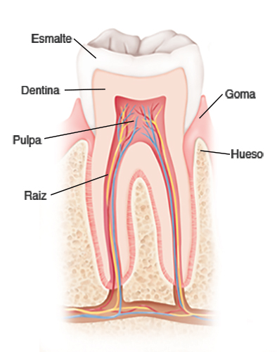 Cadera falta juego Anatomy and Development of the Mouth and Teeth