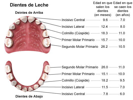 Anatomy and of the Mouth and Teeth