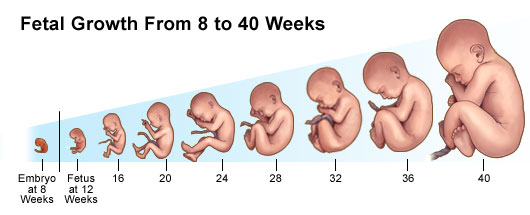 fetal development week by week