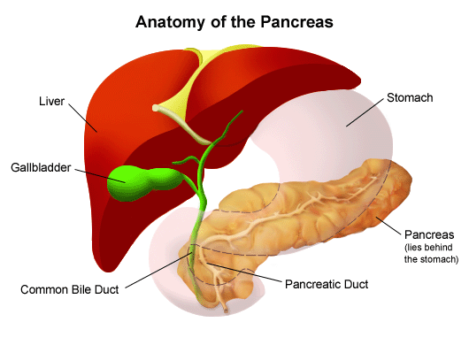 Illustration Of  The Anatomy Of The Pancreas 125548