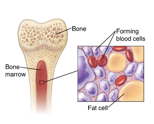 What Are Red Blood Cells