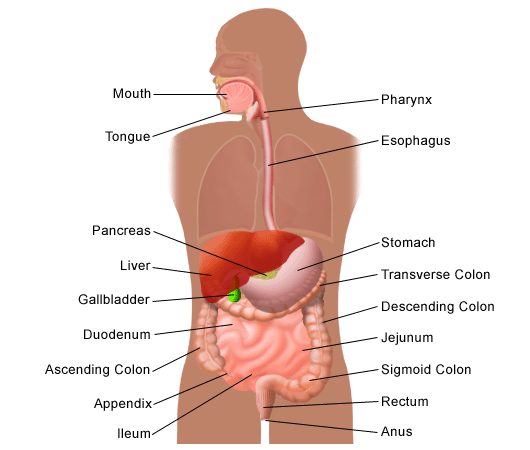 human organs diagram labeled