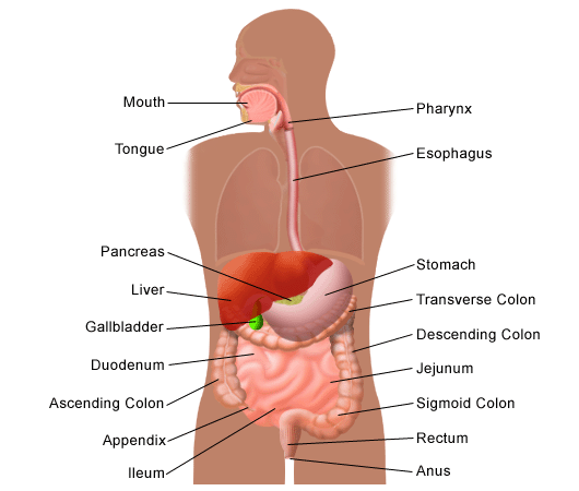 human body organs diagram appendix