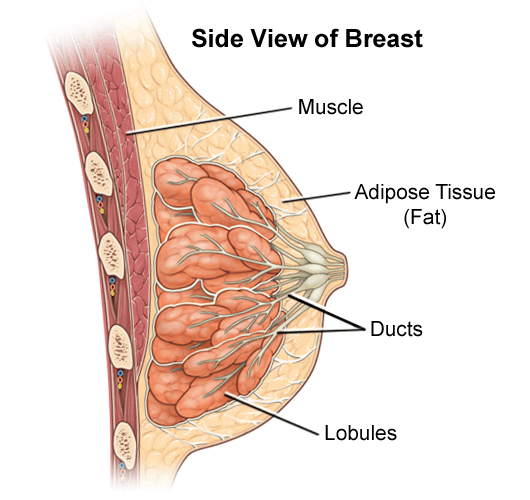 Breasts - Female Anatomy Muscles Stock Illustration - Illustration of  nipple, muscular: 41041649