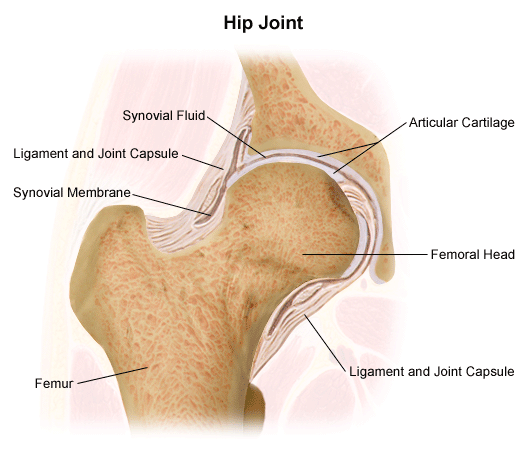 Perthes Disease Legg Calve Perthes Orthoinfo Aaos