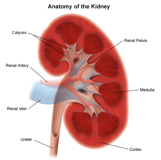 Anatomy Of The Urinary System