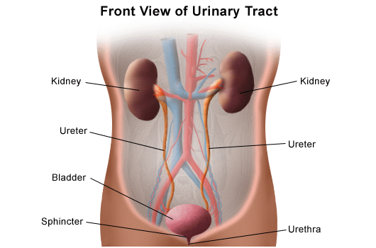 Anatomy Of The Urinary System