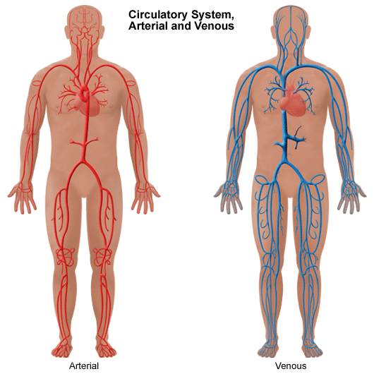 Overview Of The Vascular System Health Encyclopedia University Of Rochester Medical Center