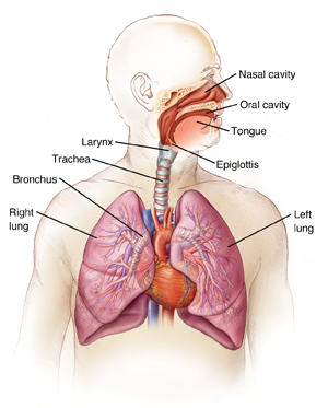 trachea and bronchi diagram