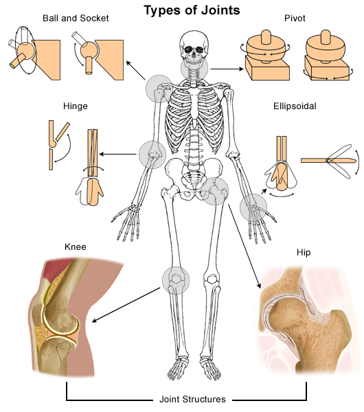 Anatomy Of A Joint