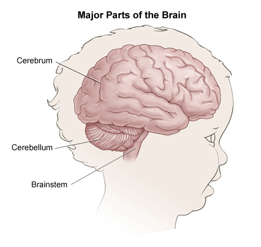 human brain parts for kids