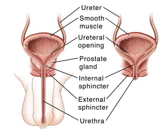 bladder diagram