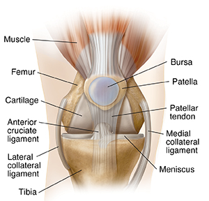 knee joint ligaments and tendons