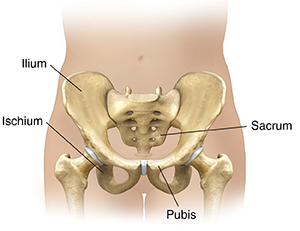 pelvic bones