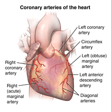 Exterior of the heart and coronary arteries