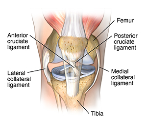 all knee ligaments